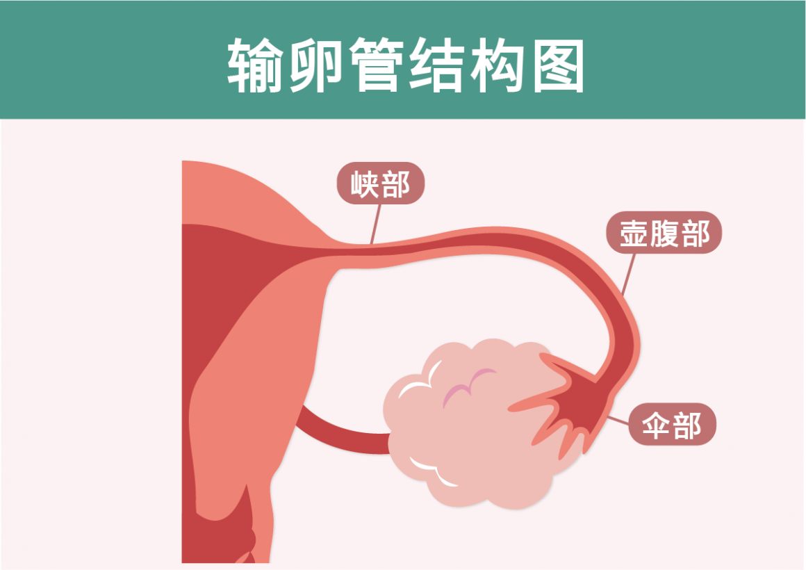輸卵管結構簡體 輸卵管結構簡體