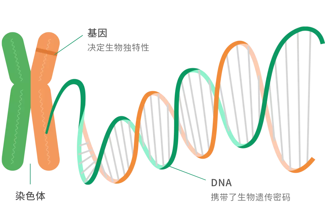 延伸说明：什麽是基因？